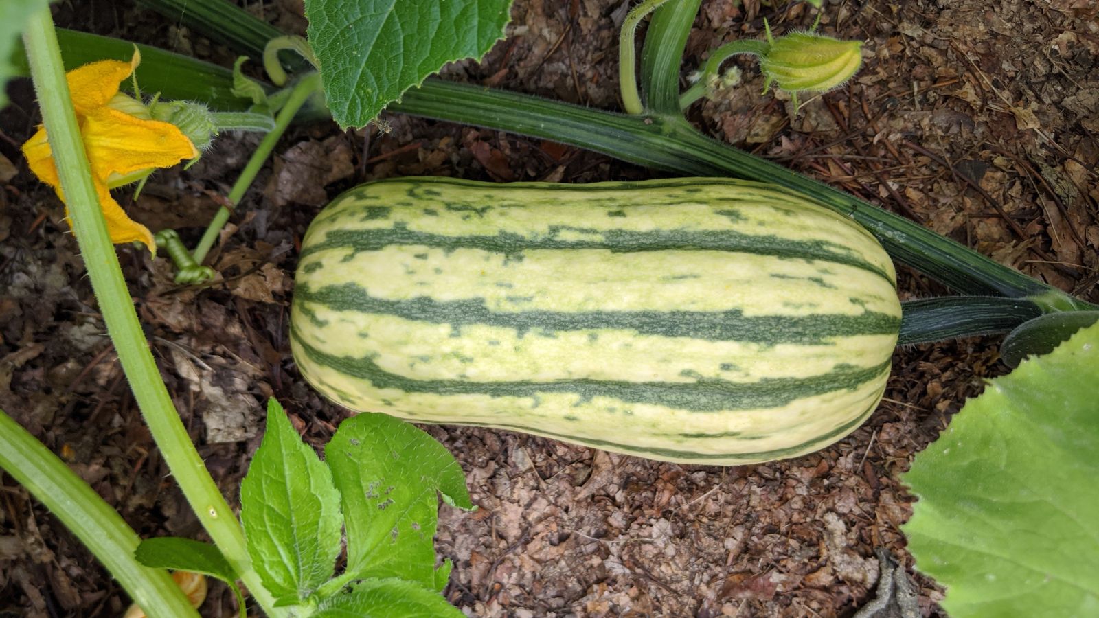 An overhead shot of a developing gourd in a well lit area outdoors