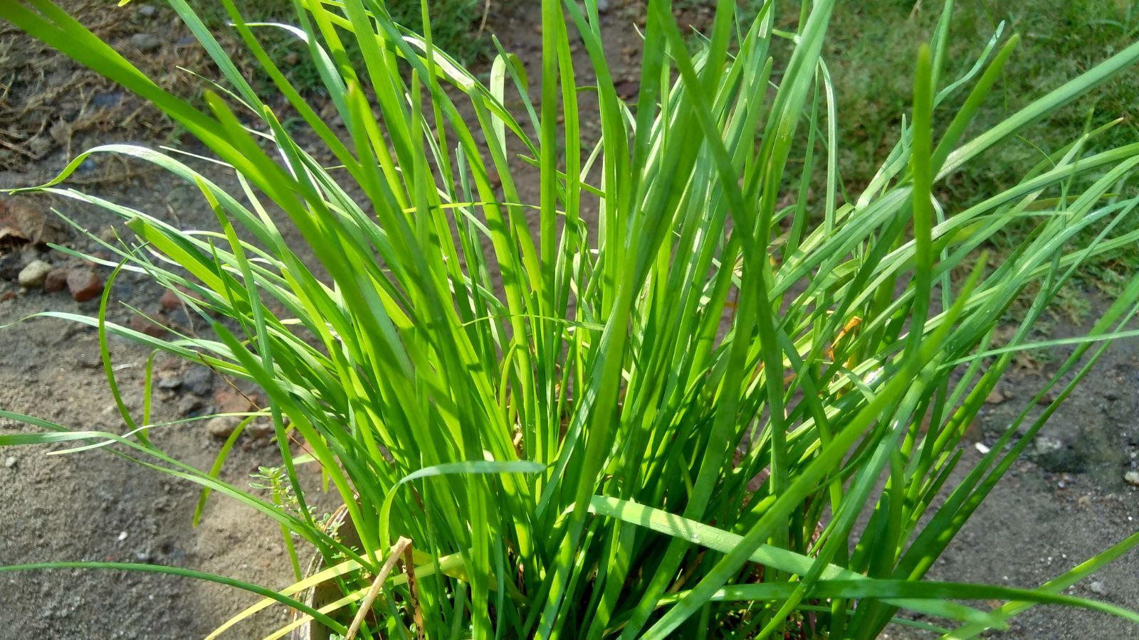 An overhead shot of green leaves of an allium crop in a well lit area outdoors