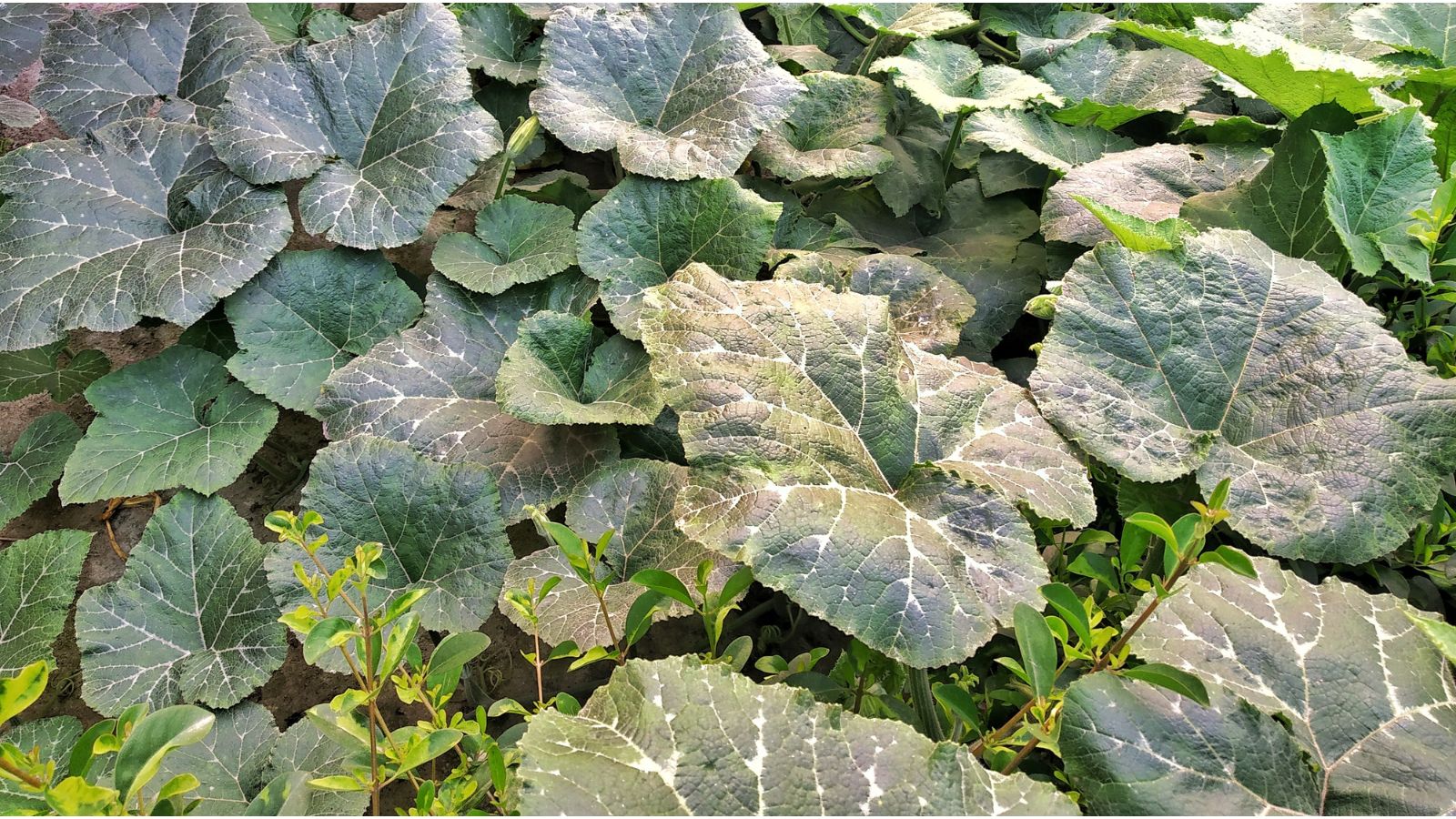 An overhead shot of leaves of several developing vining plants