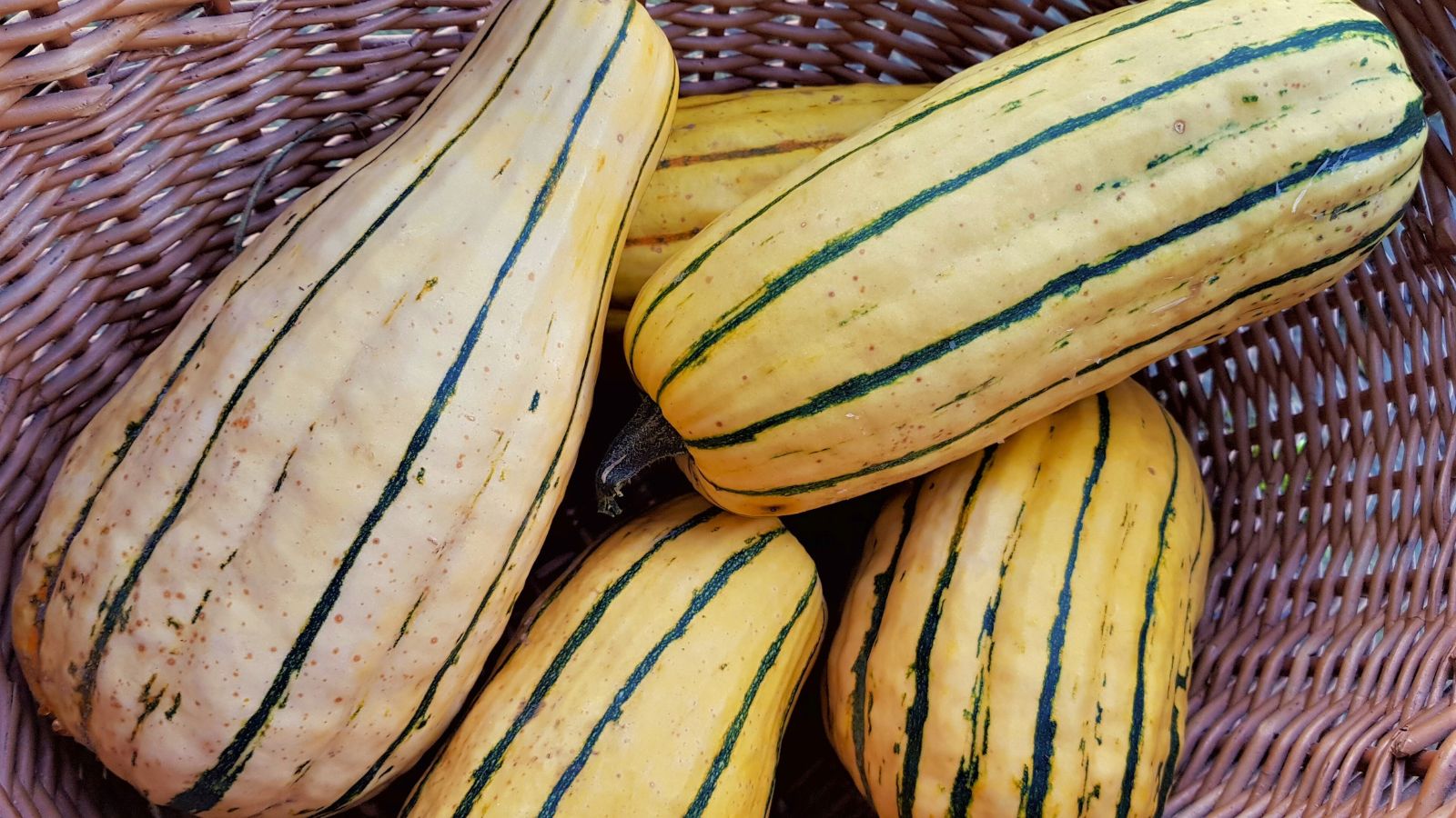 An overhead shot of several freshly harvested gourds