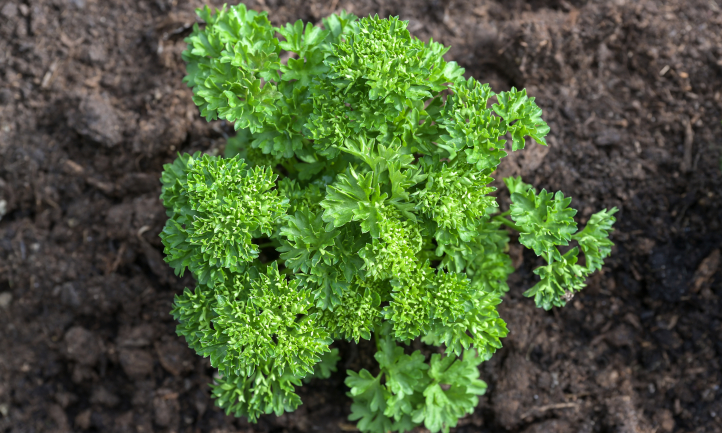 Curly parsley plant in the ground