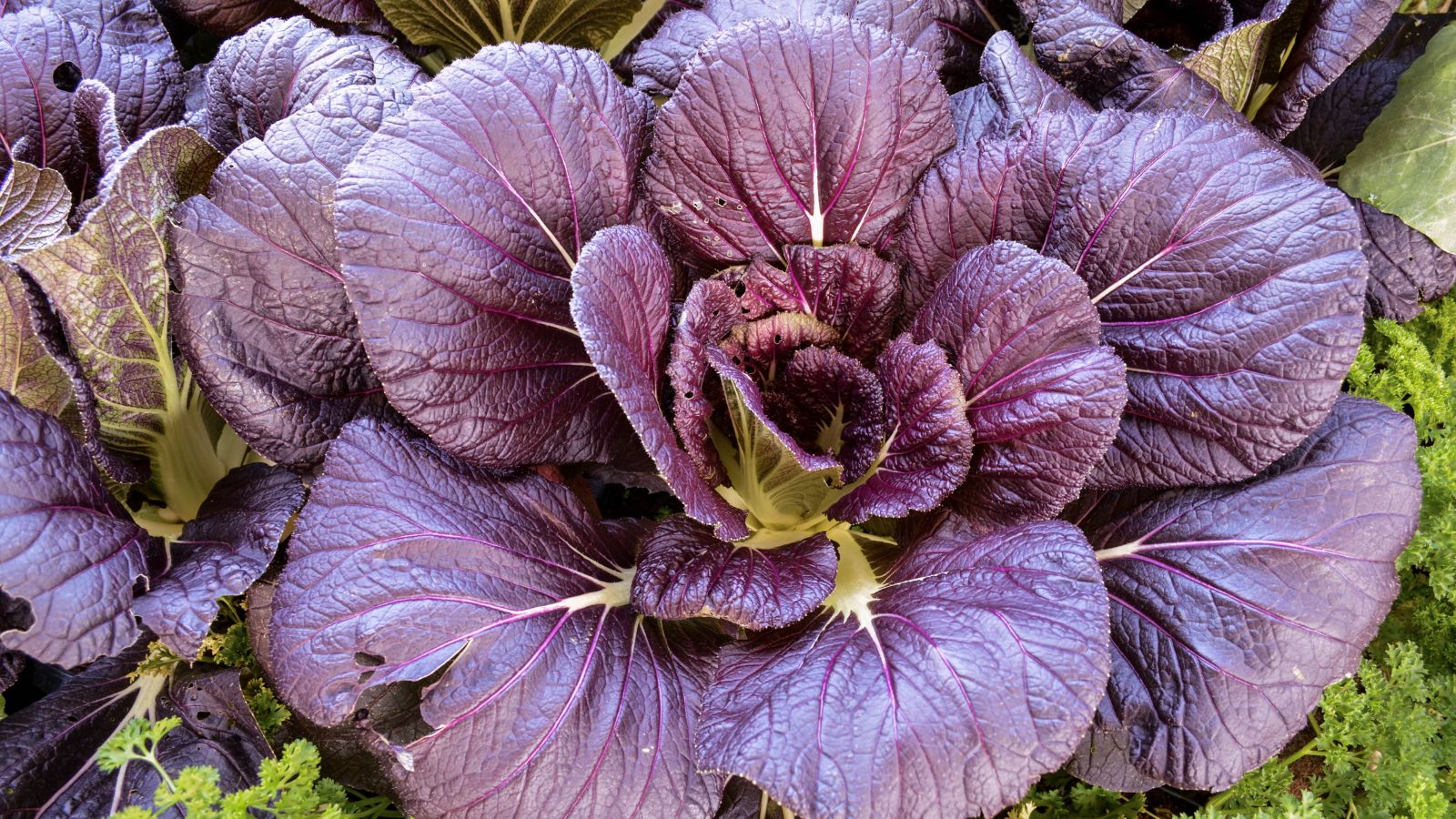 An overhead shot of a rosette of a leafy crop variety called Red giant