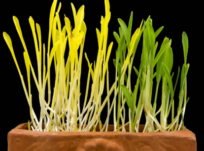 Corn microgreens.