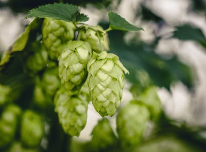 Hops plant growing in the garden.