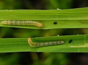 Leafrollers on green leaves.