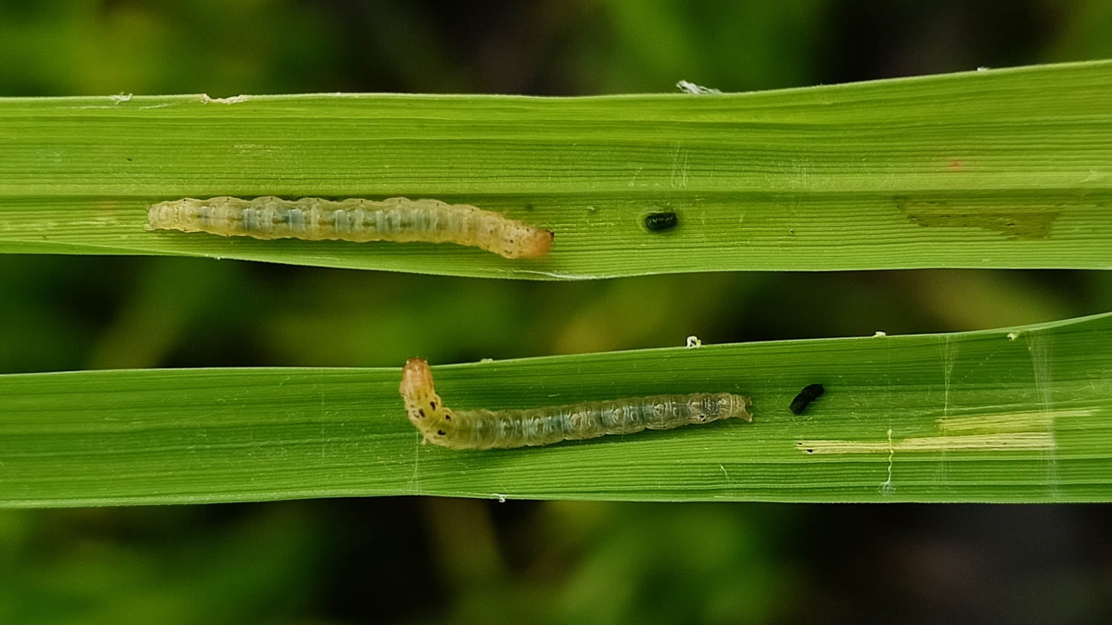 Leafrollers on green leaves.
