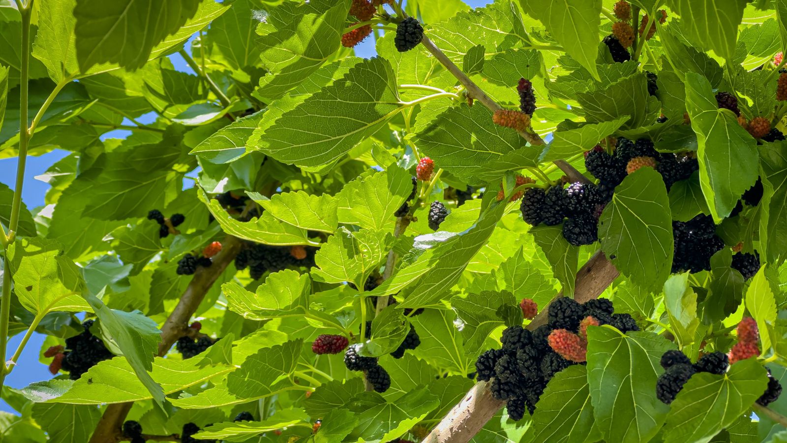 A base-angle shot of fruits and leaves of a large plant in a well lit area outdoors