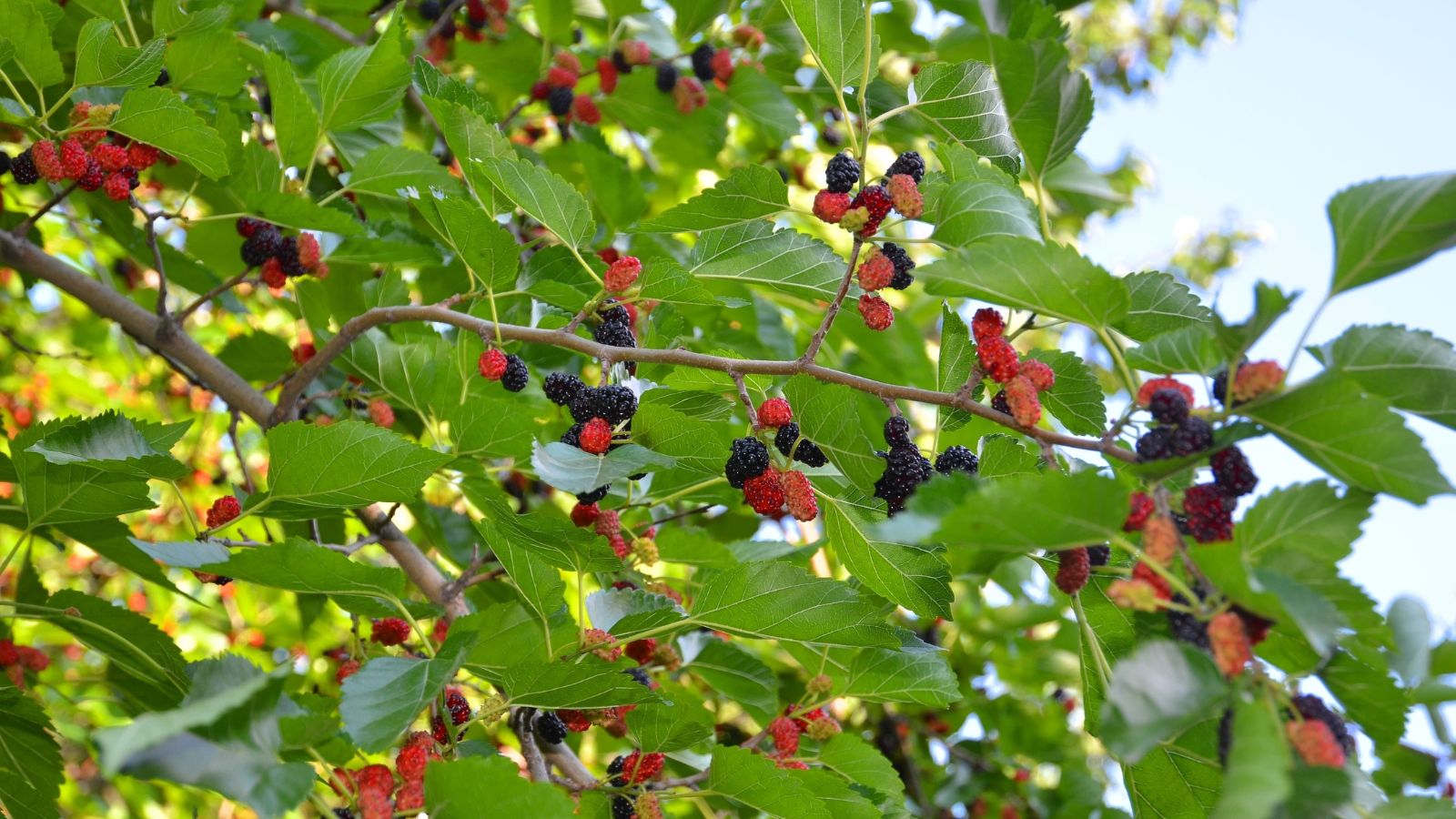 A base-angle shot of several fruits and leaves in a well lit area outdoors