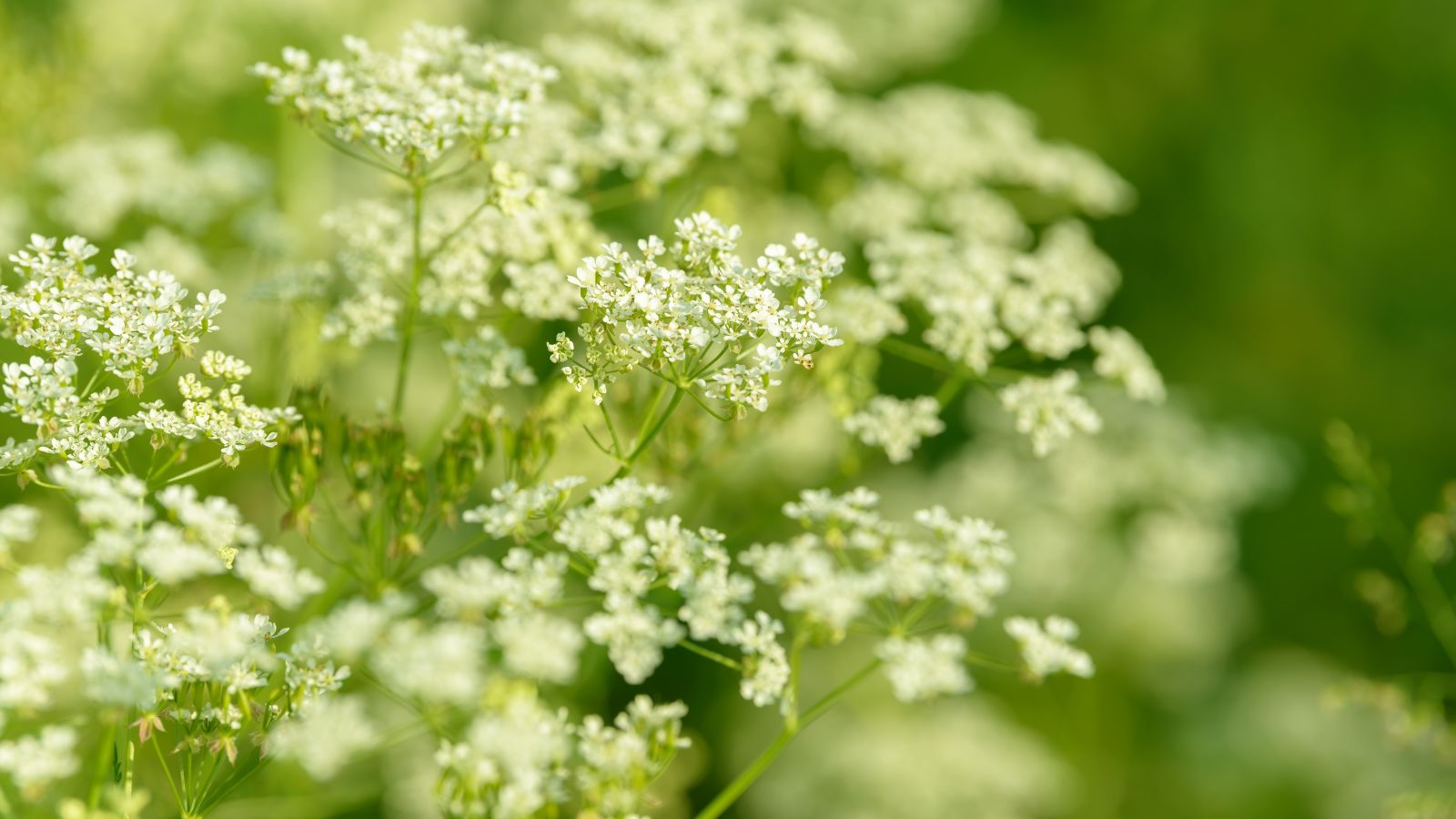 A close up of white Pimpinella anisum flowers, appearing to have small clusters with pure white petals