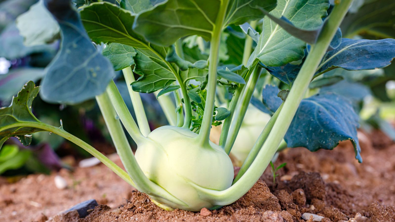 A close-up shot of a developing bulbous vegetable