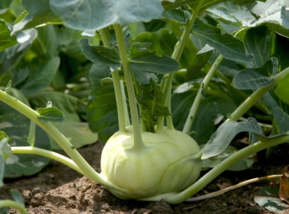 A close-up shot of a developing crop called kohlrabi