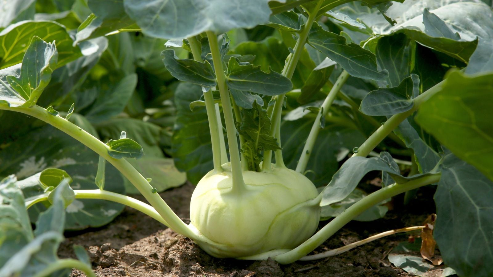 A close-up shot of a developing crop called kohlrabi