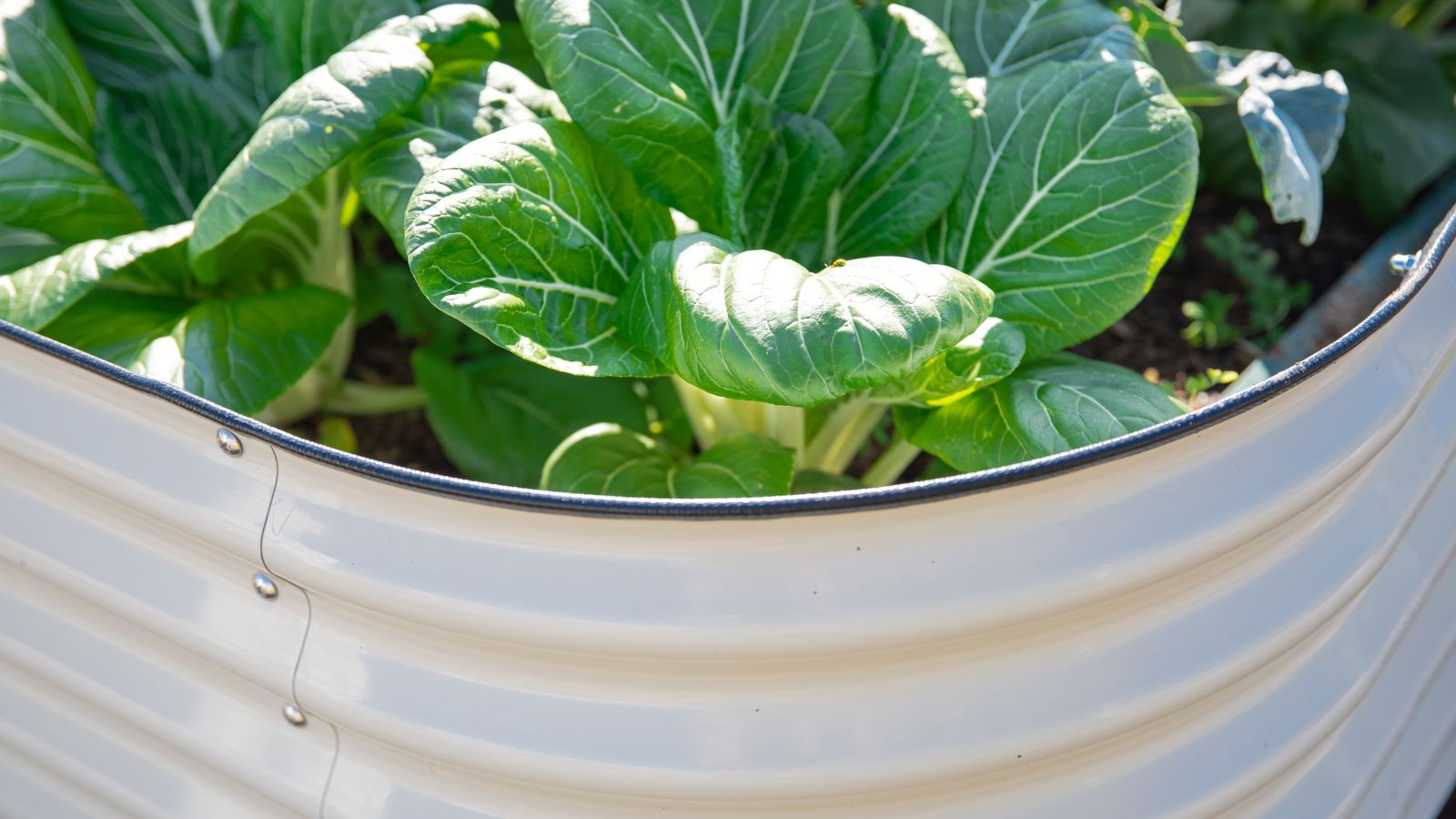A close-up shot of a galvanized steel garden container with several growing crops in a well lit area