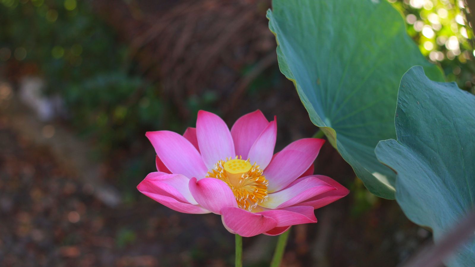 A close-up shot of a pink flower alongside large leaves of a perennial in a well lit area