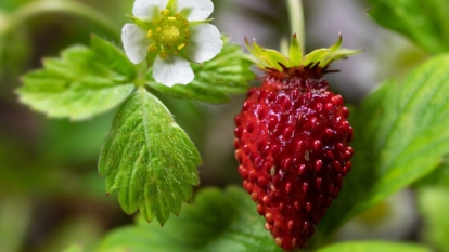 A close-up shot of a red-colored fruit alongside its leaves and white flower in a well lit area outdoors