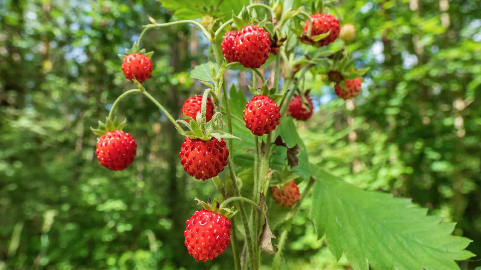A close-up shot of developing small fruits of a plant in a well lit area outdoors