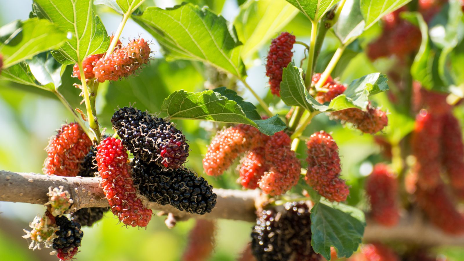 A close-up shot of several fruits and leaves basking in bright sunlight outdoors