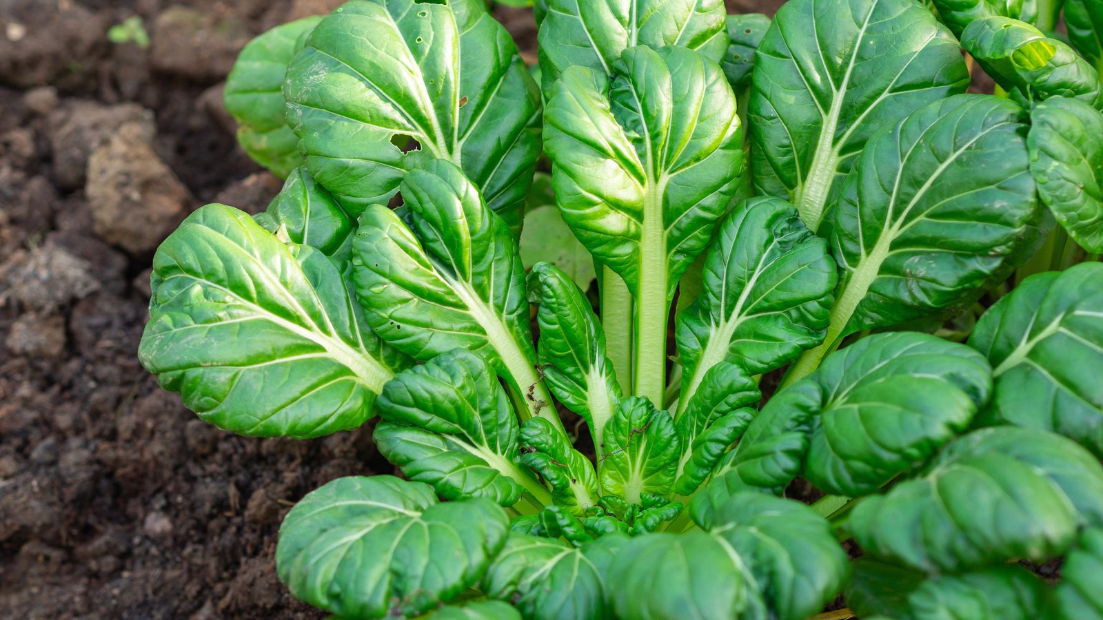 A close-up shot of spoon-shaped leaves of a crop placed on rich soil outdoors