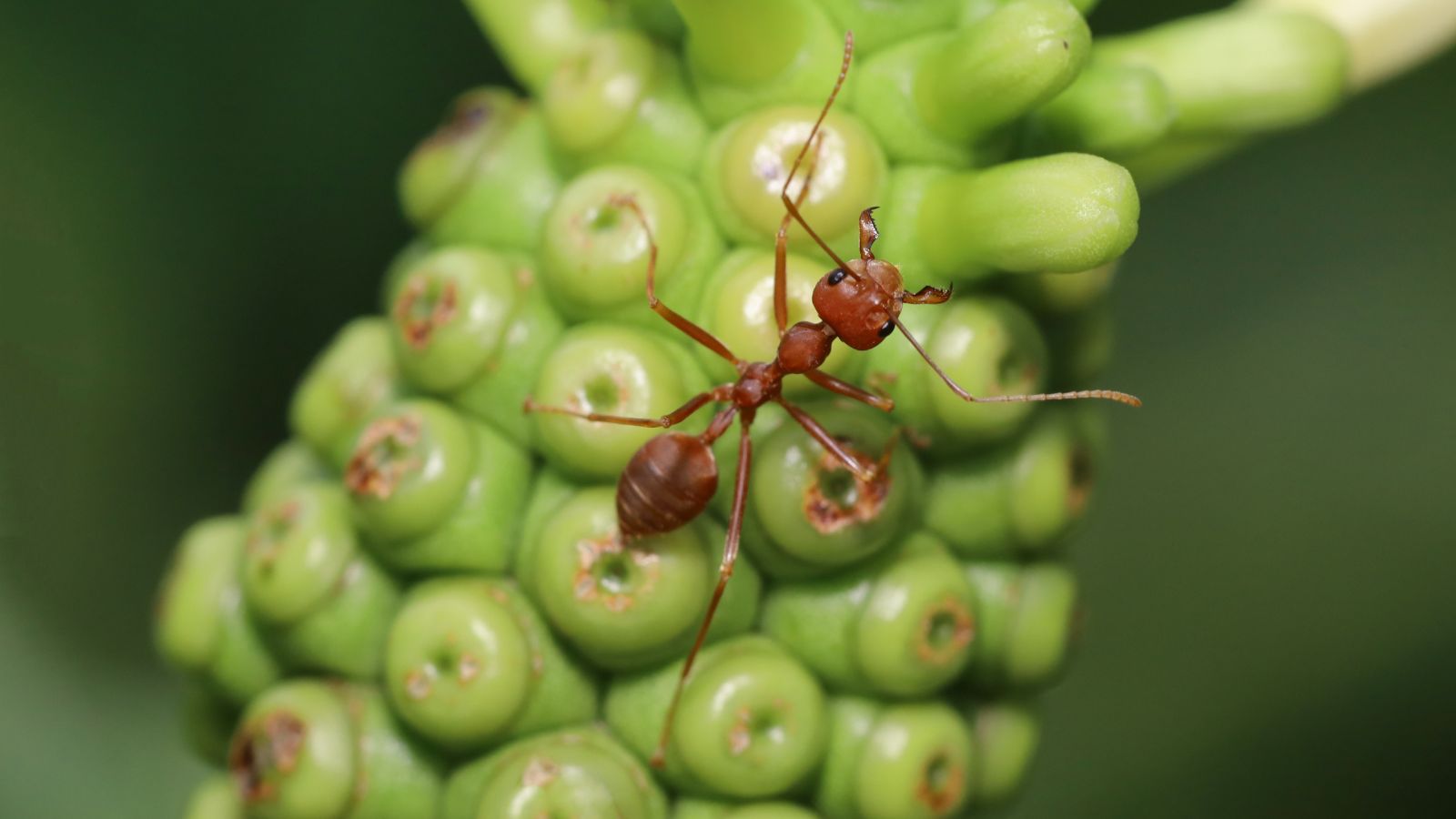 A macro shot of an ant on a develing fruit.