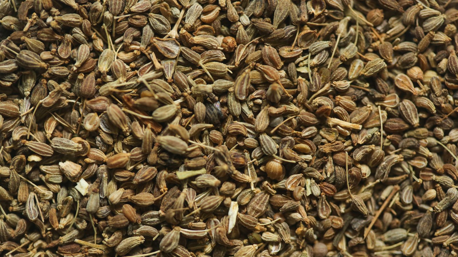 A pile of small and brown Pimpinella anisum seeds, placed on top of one another appearing dry and ready for storage