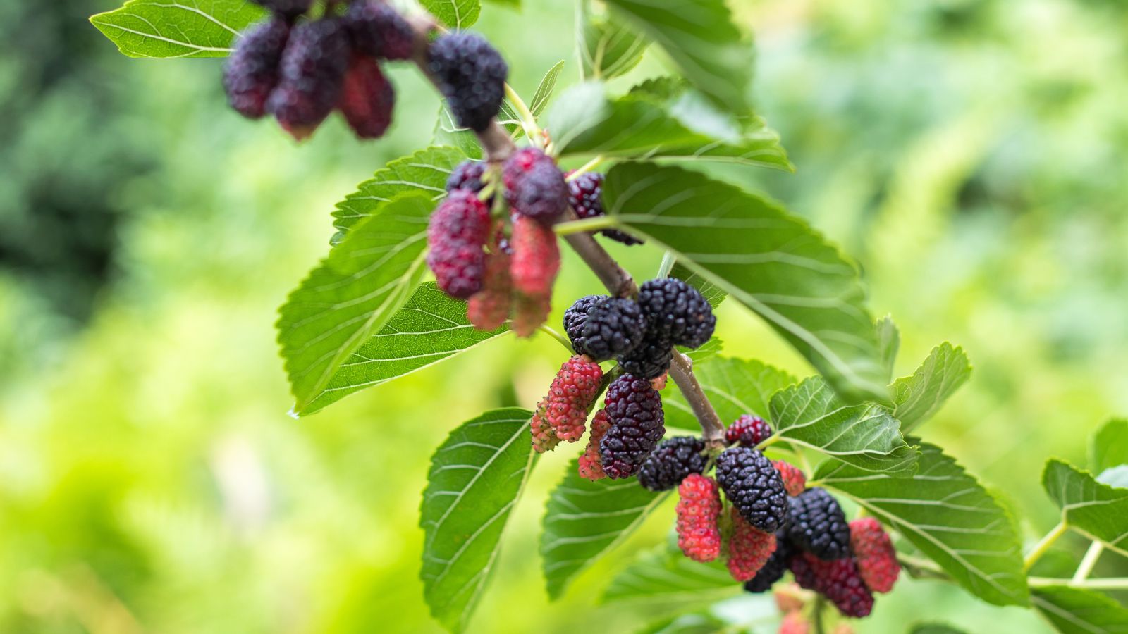 A shot of a branch with developing fruits and leaves of a large plant in a well lit area
