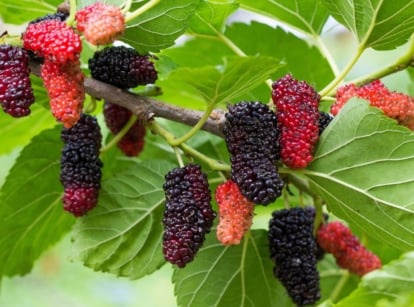 A shot of a branch with fruits and leaves of the mulberry tree
