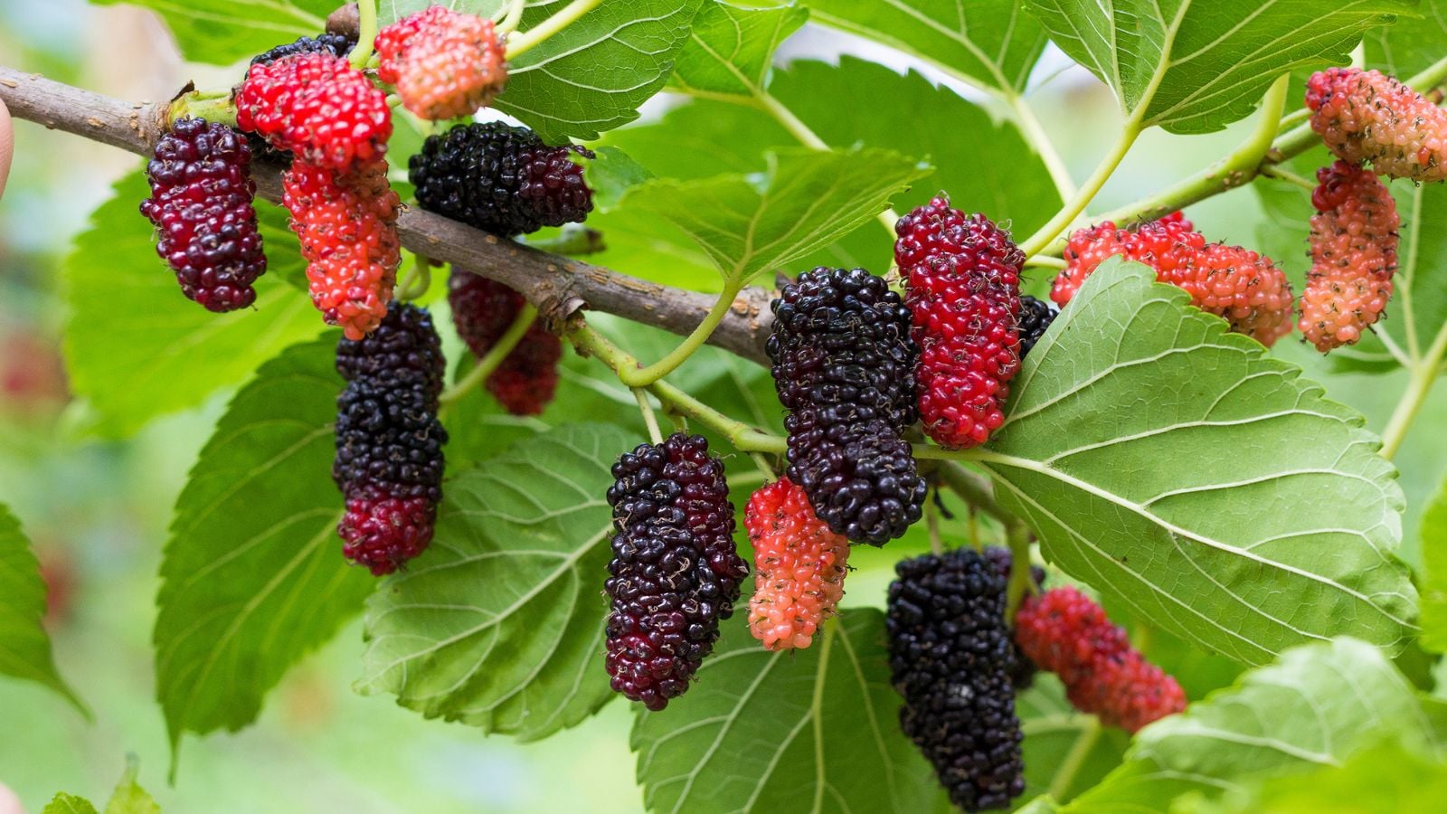 A shot of a branch with fruits and leaves of the mulberry tree
