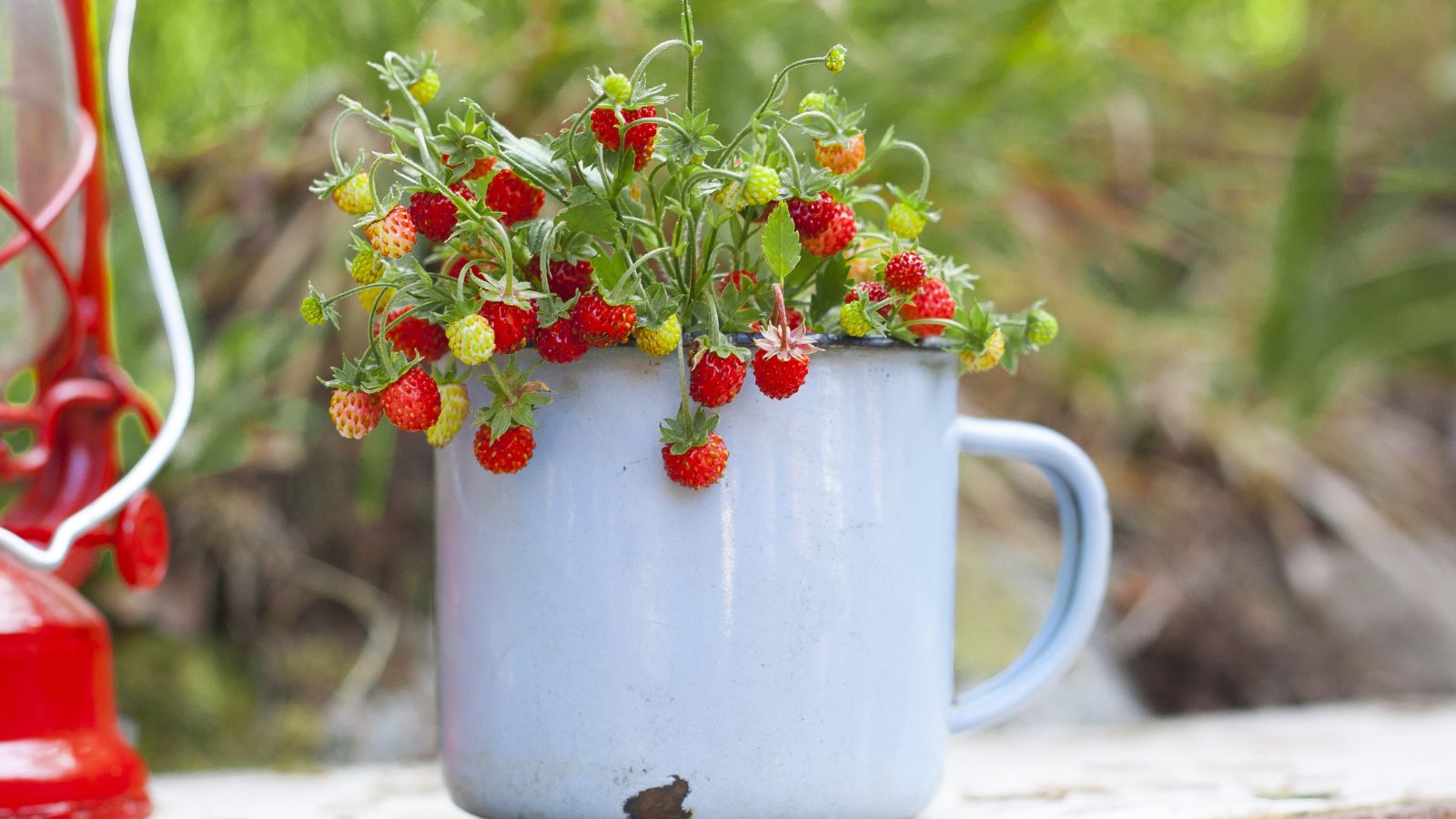 A shot of a container with a developing perennial in a well lit area outdoors