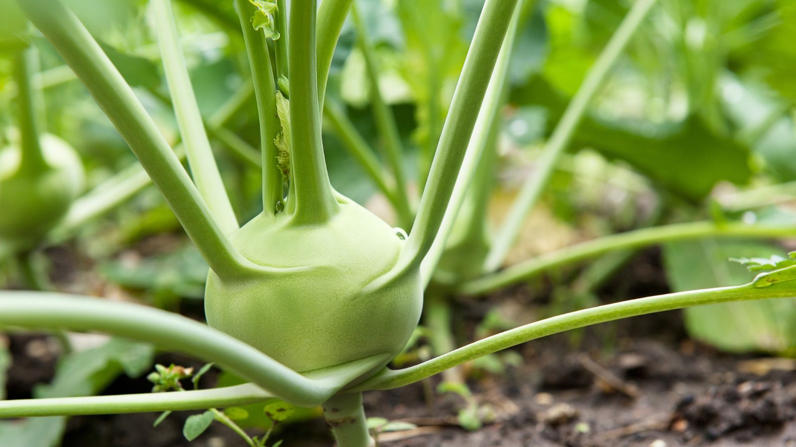 A shot of a developing bulbous crop in a well lit area