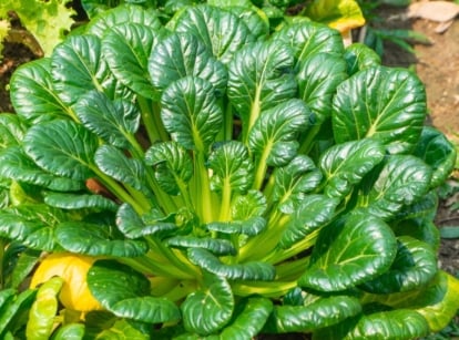 A shot of a developing leafy crop called tatsoi