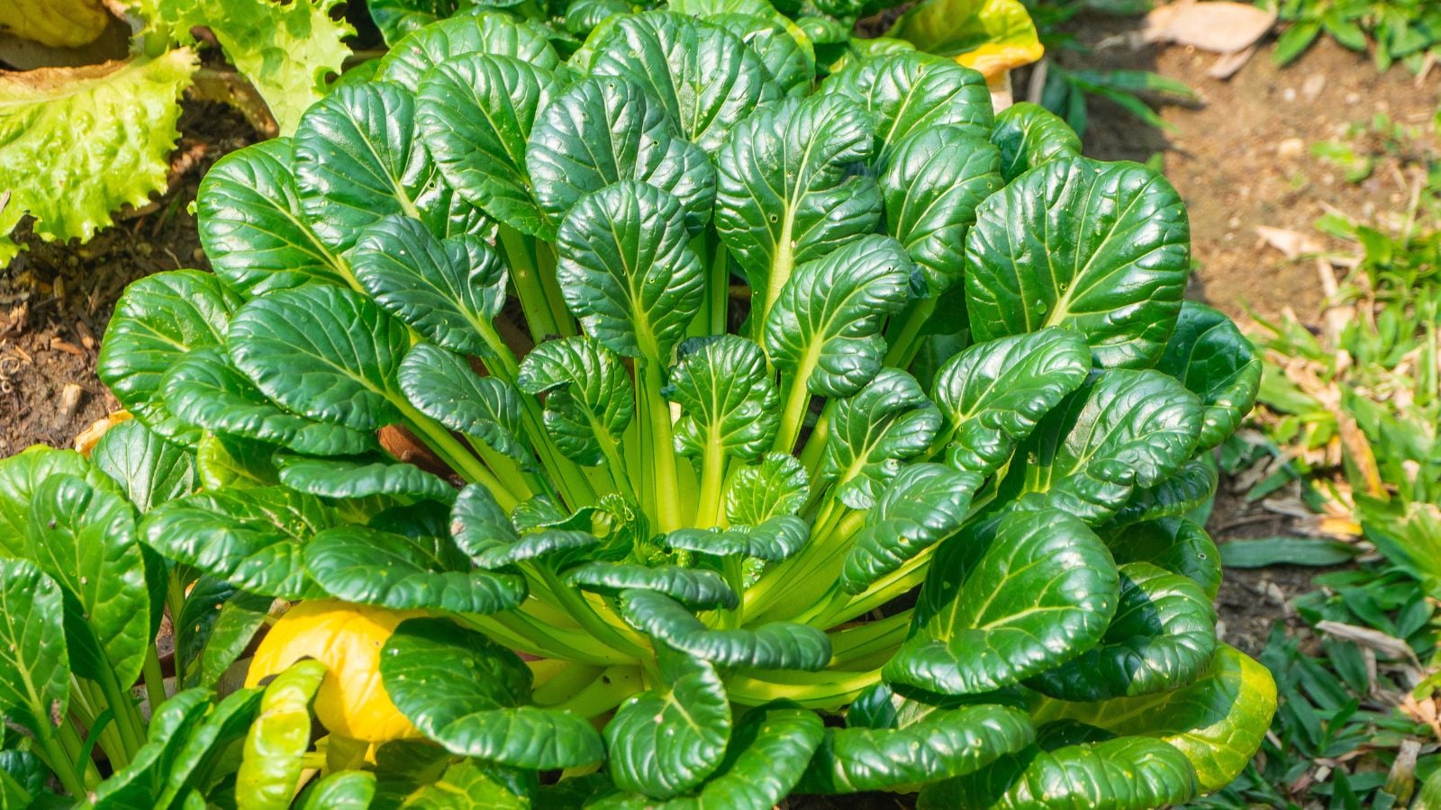 A shot of a developing leafy crop called tatsoi