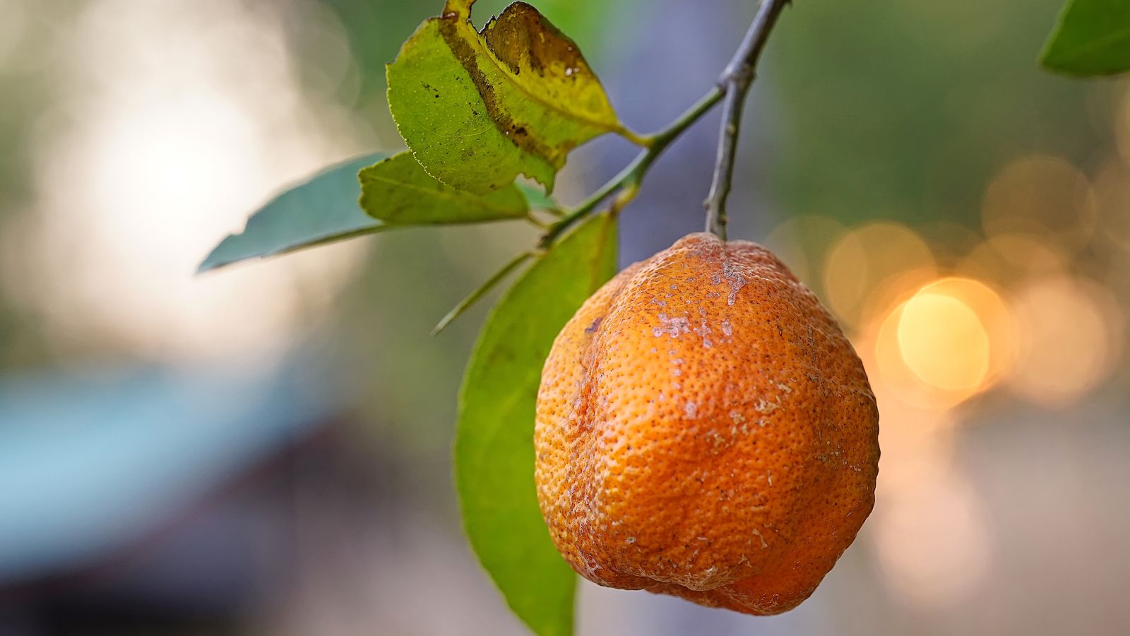 A shot of a diseased fruit and leaves of a sapling