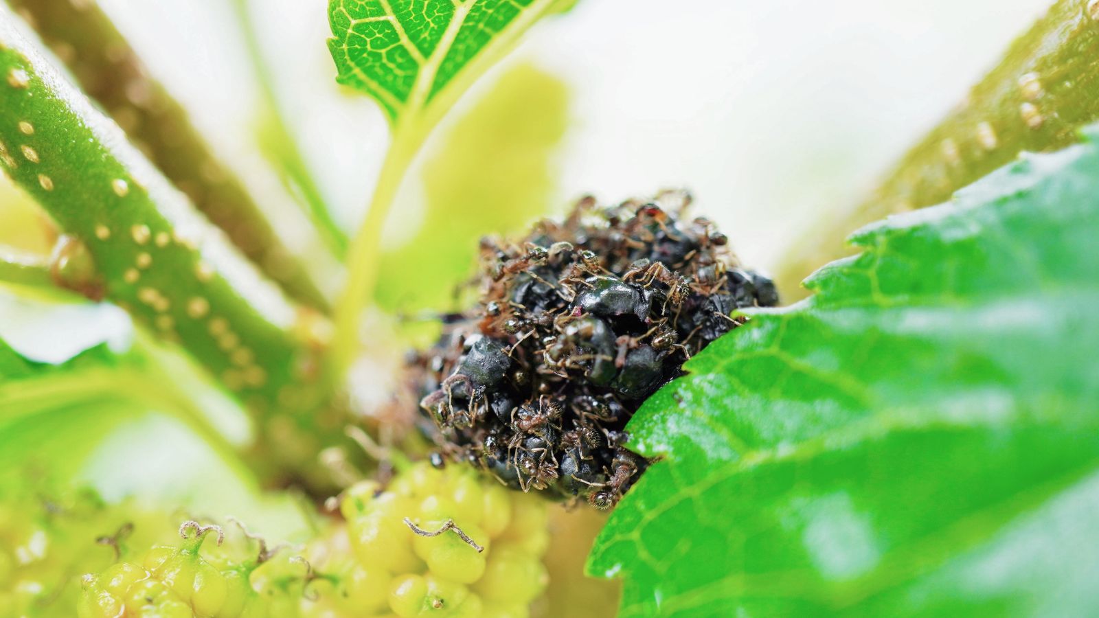 A shot of a fruit with ants in a well lit area outdoors