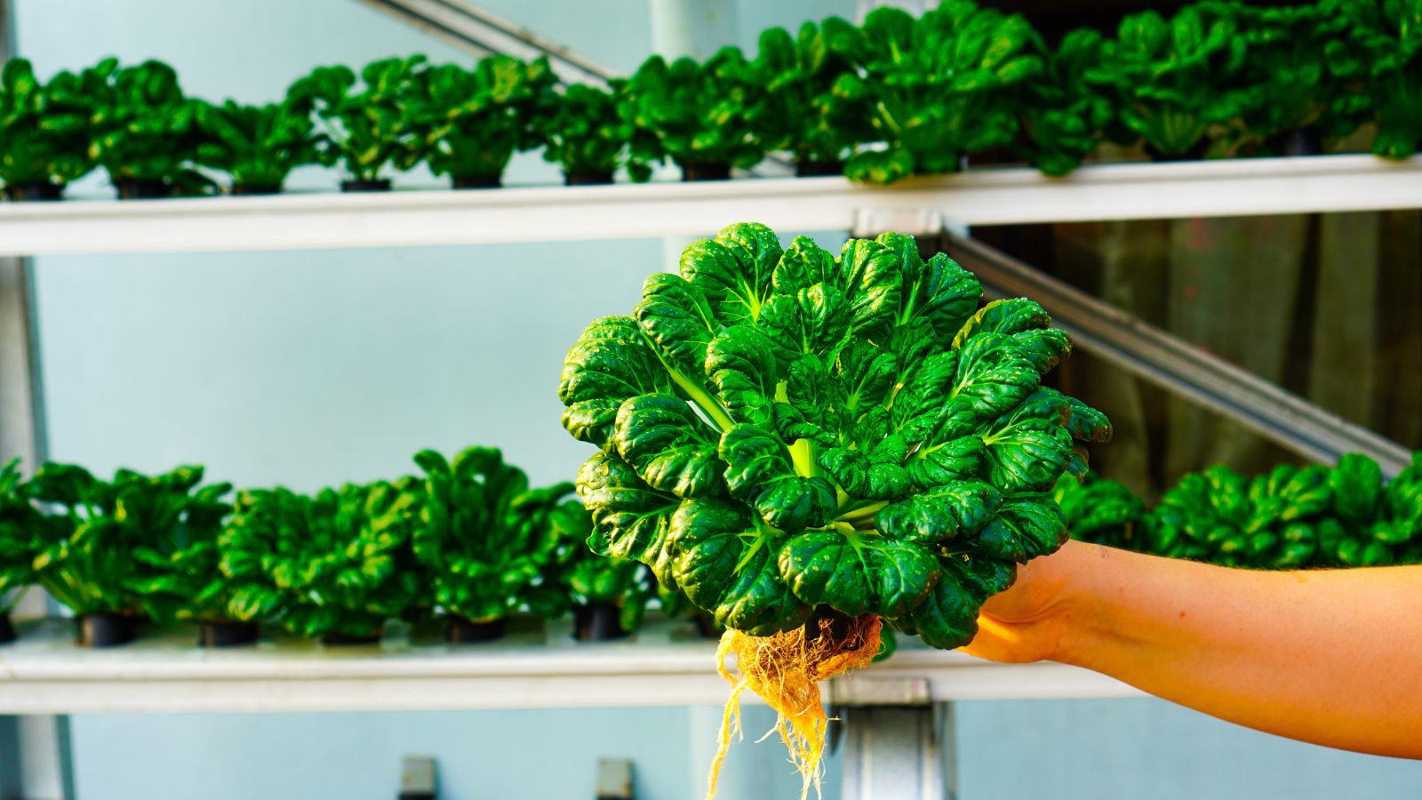 A shot of a person holding a harvested crop