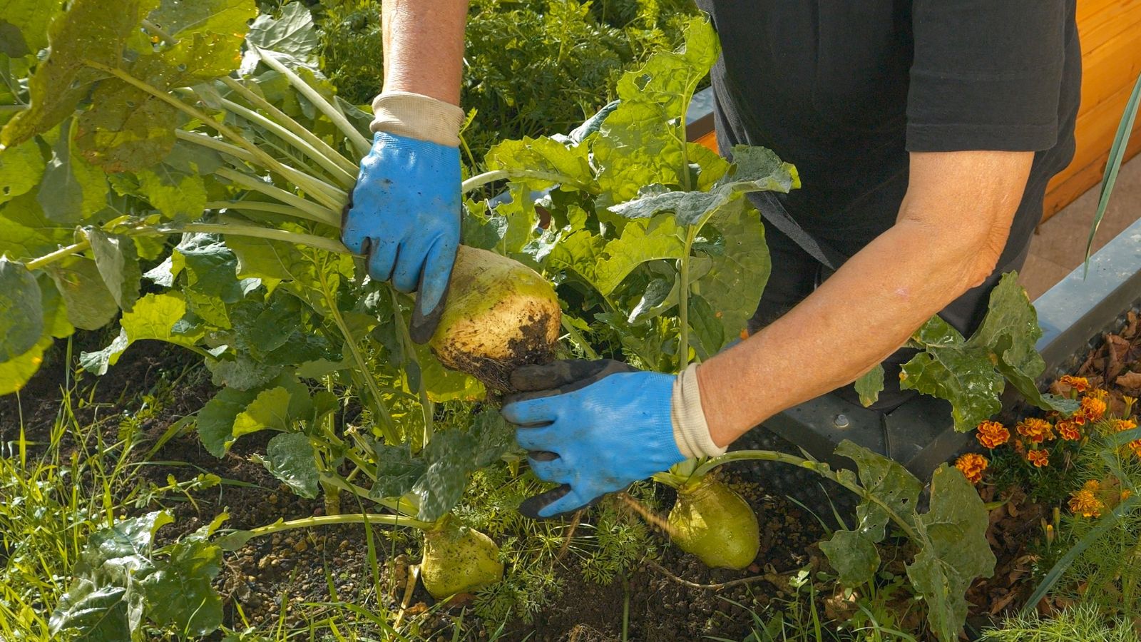A shot of a person wearing blue colored gloves, in the process of harvesting bulbous crops outdoors
