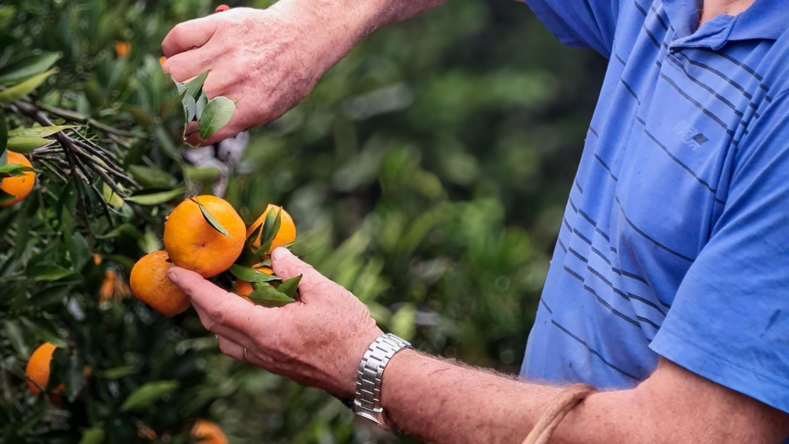 A shot of a person in the process of harvesting orange colored fruits in a well lit area outdors
