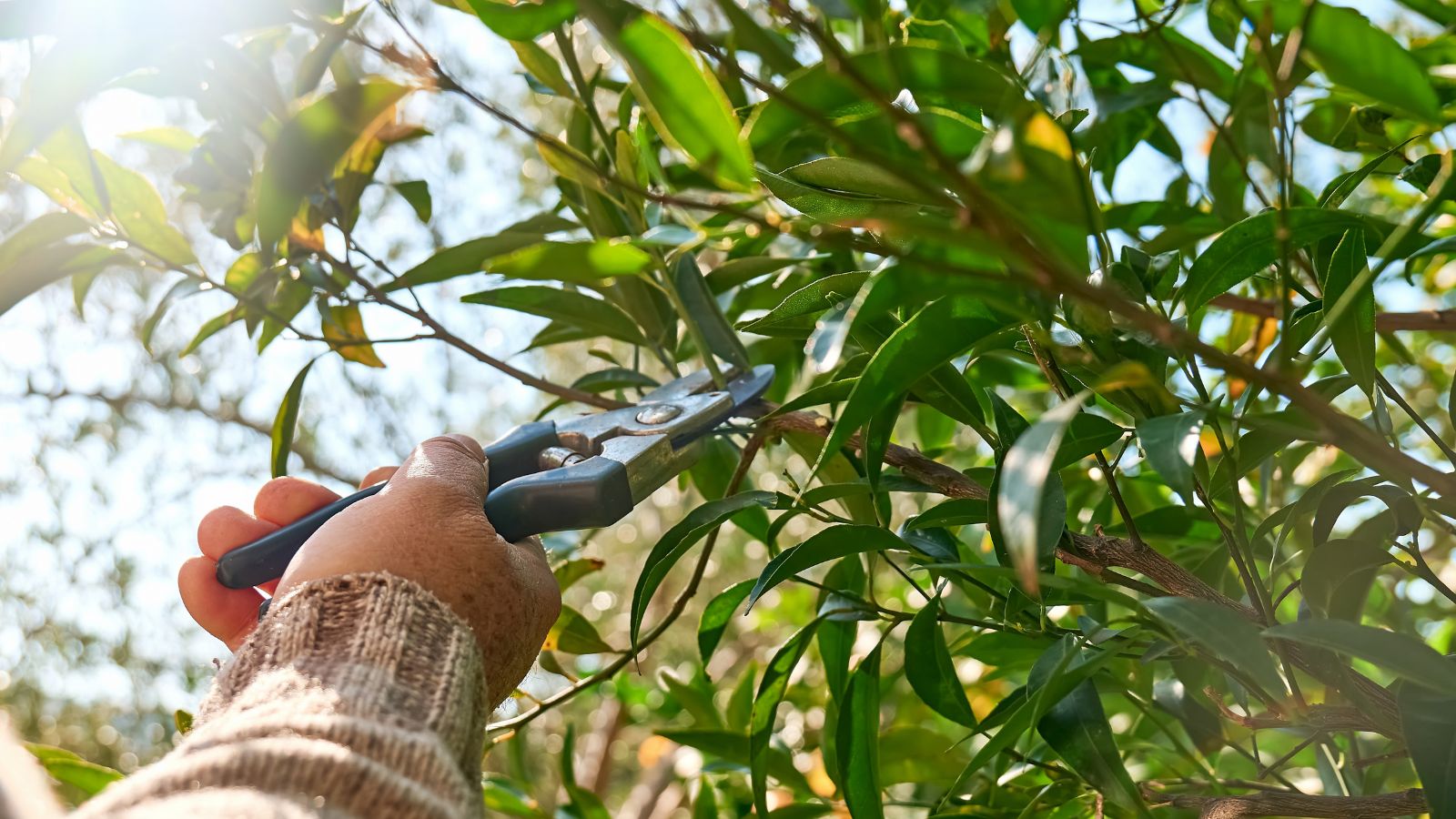 A shot of a person in the process of pruning branches of a sapling