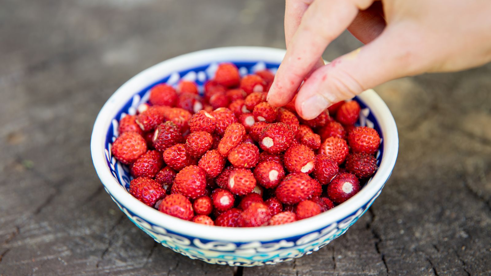 A shot of a person picking small red fruits that is placed in a bowl