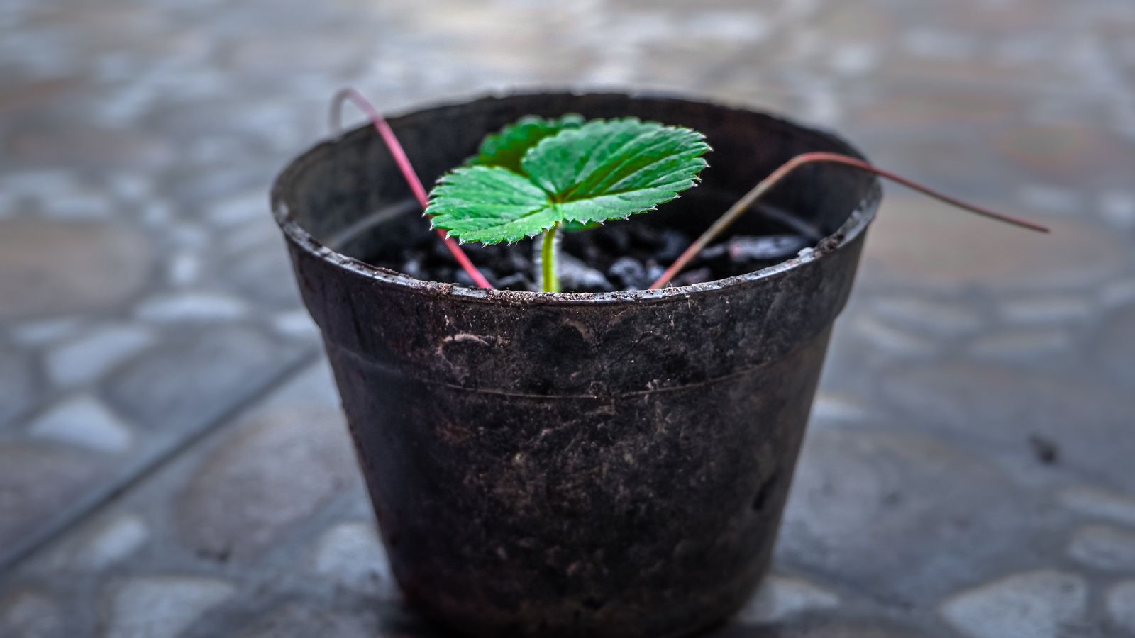 A shot of a small pot with a developing seedling in a well lit area