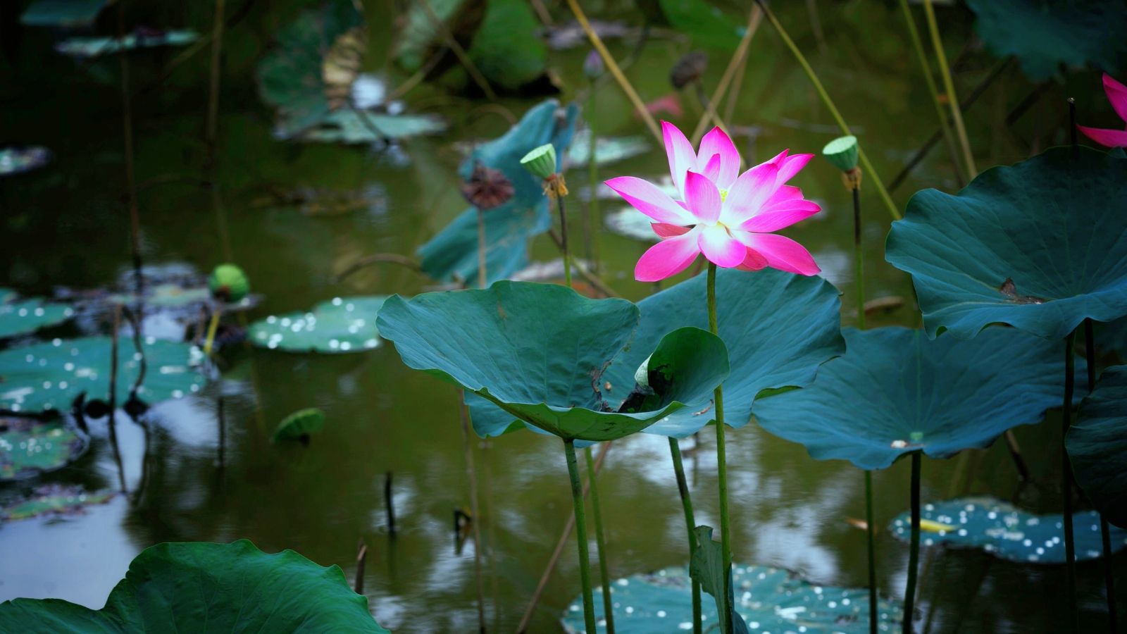 A shot of an aquatic perennial on a pond alongside other developing perennials outdoors