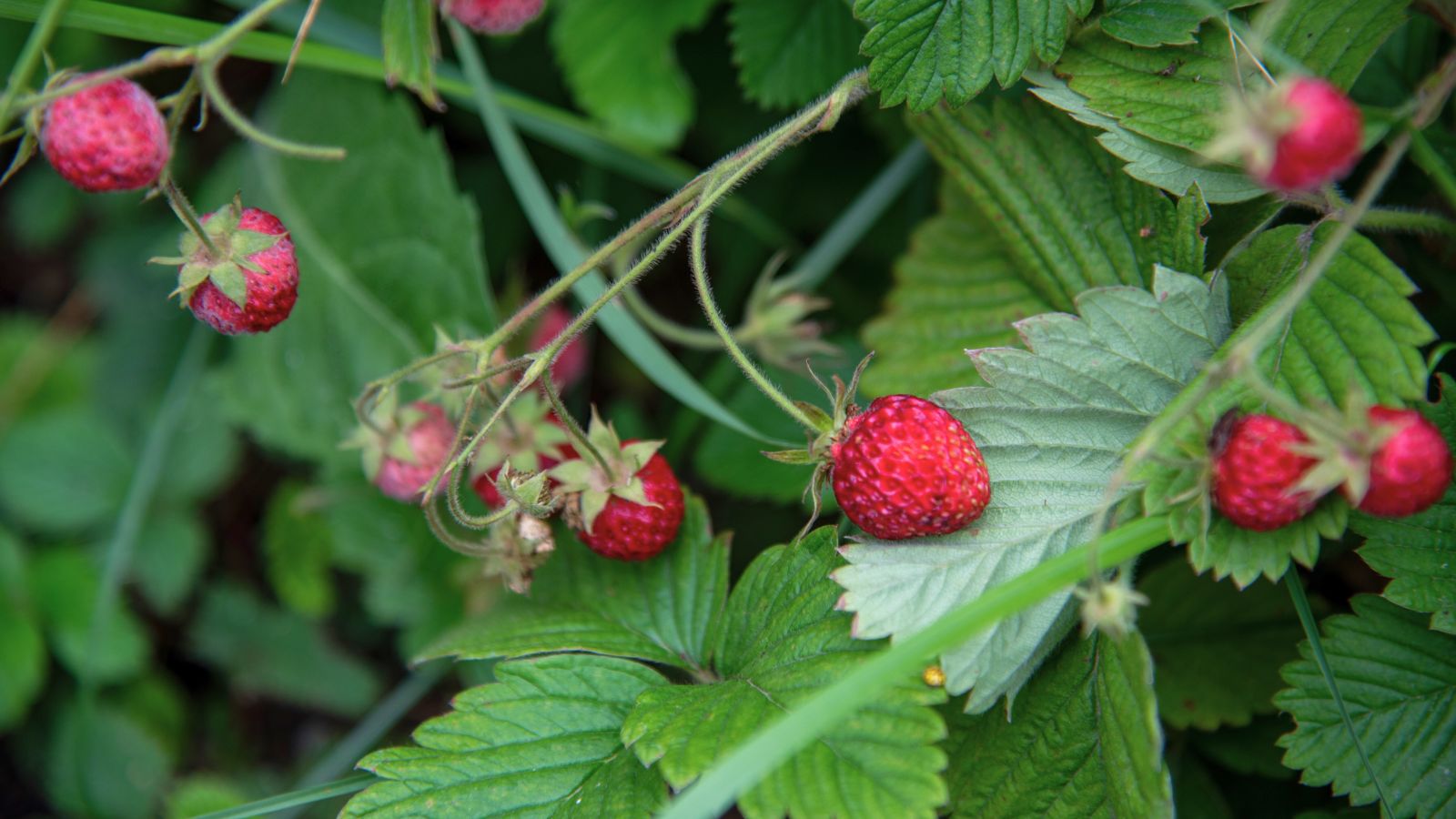 A shot of developing fruits and leaves of a perennial in a well lit area outdoors