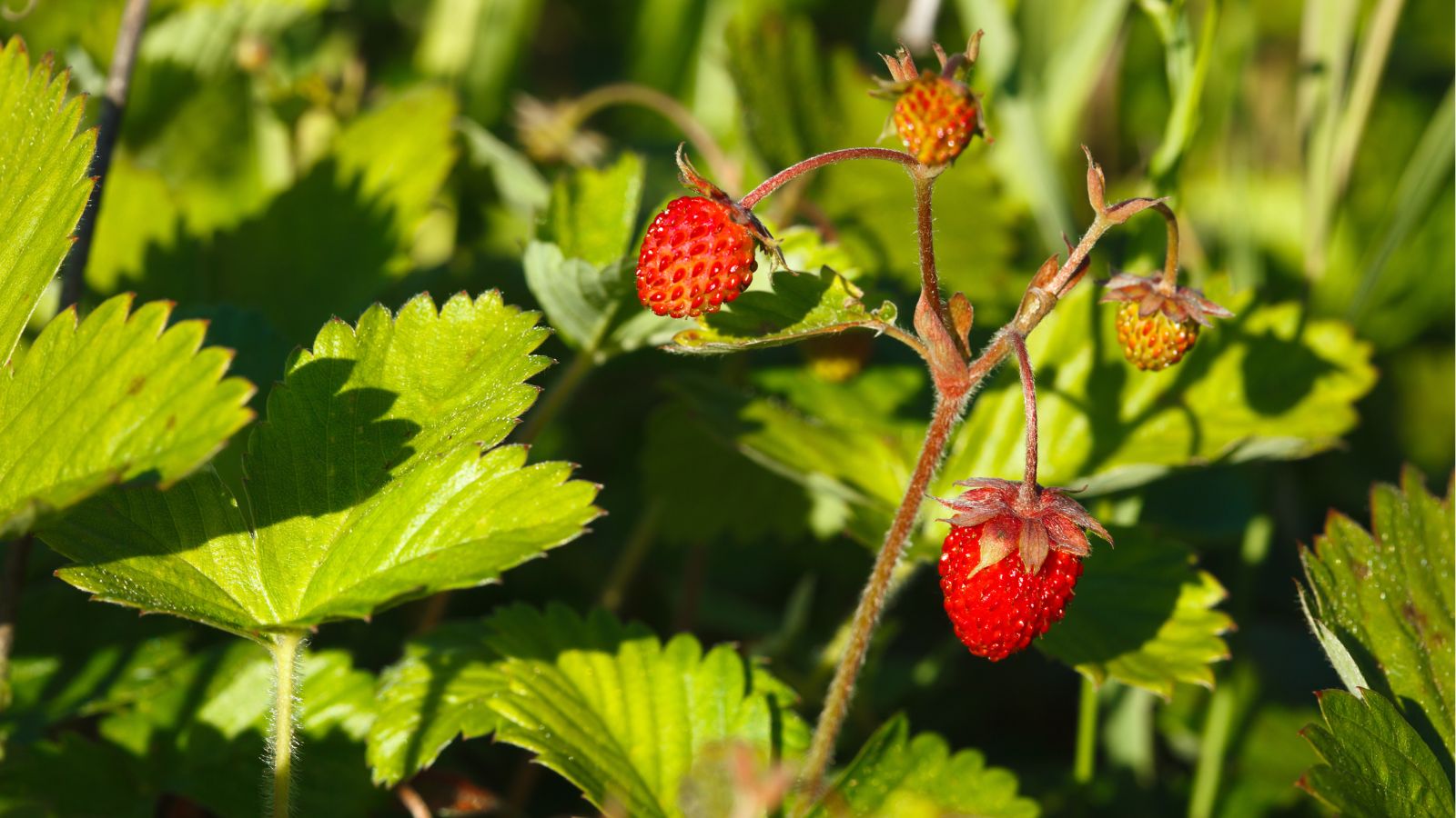 A shot of developing fruits of a plant basking in bright sunlight outdoors