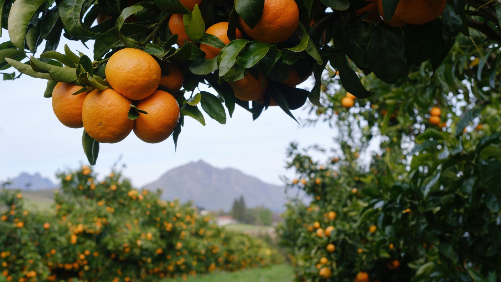 A shot of fruits and leaves of several saplings outdoors