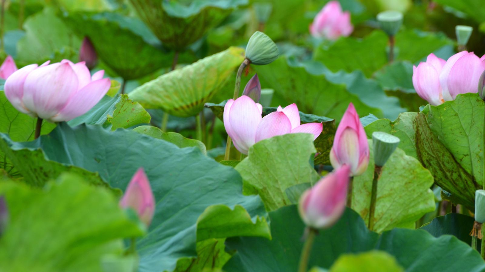 A shot of green foliage of perennials alongside its pink flowers in a well lit area outdoors