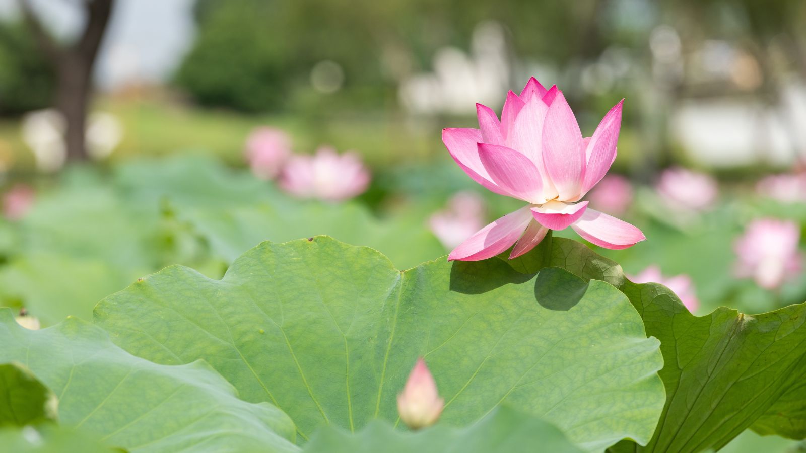 A shot of green leaves and a pink flower of a perennial basking in bright sunlight outdoors