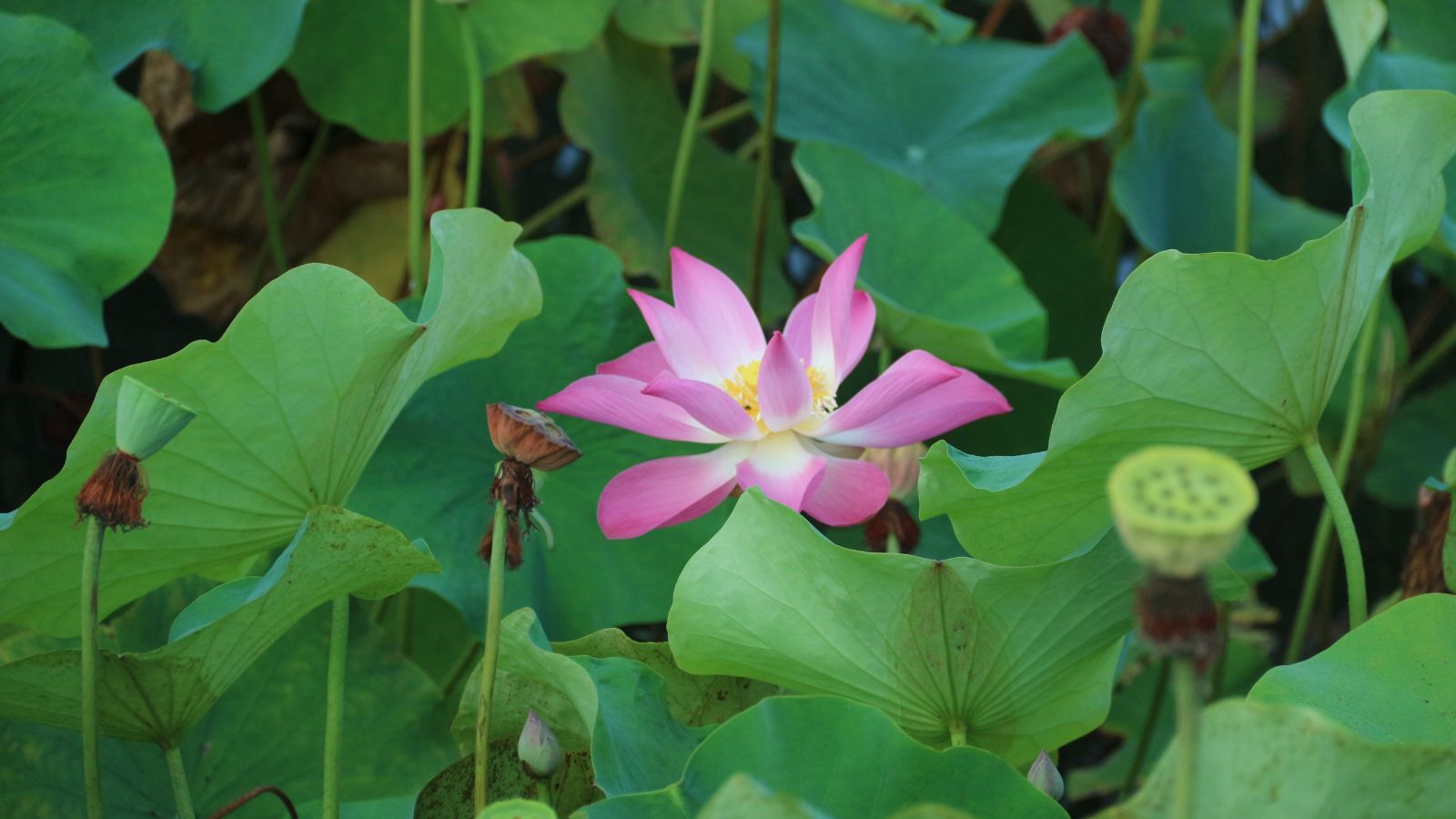 A shot of leaves and flowers of an aquatic perennials alongside its seed pods