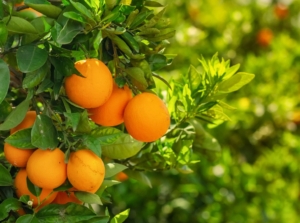 A shot of orange colored fruits and leaves of a mandarin tree