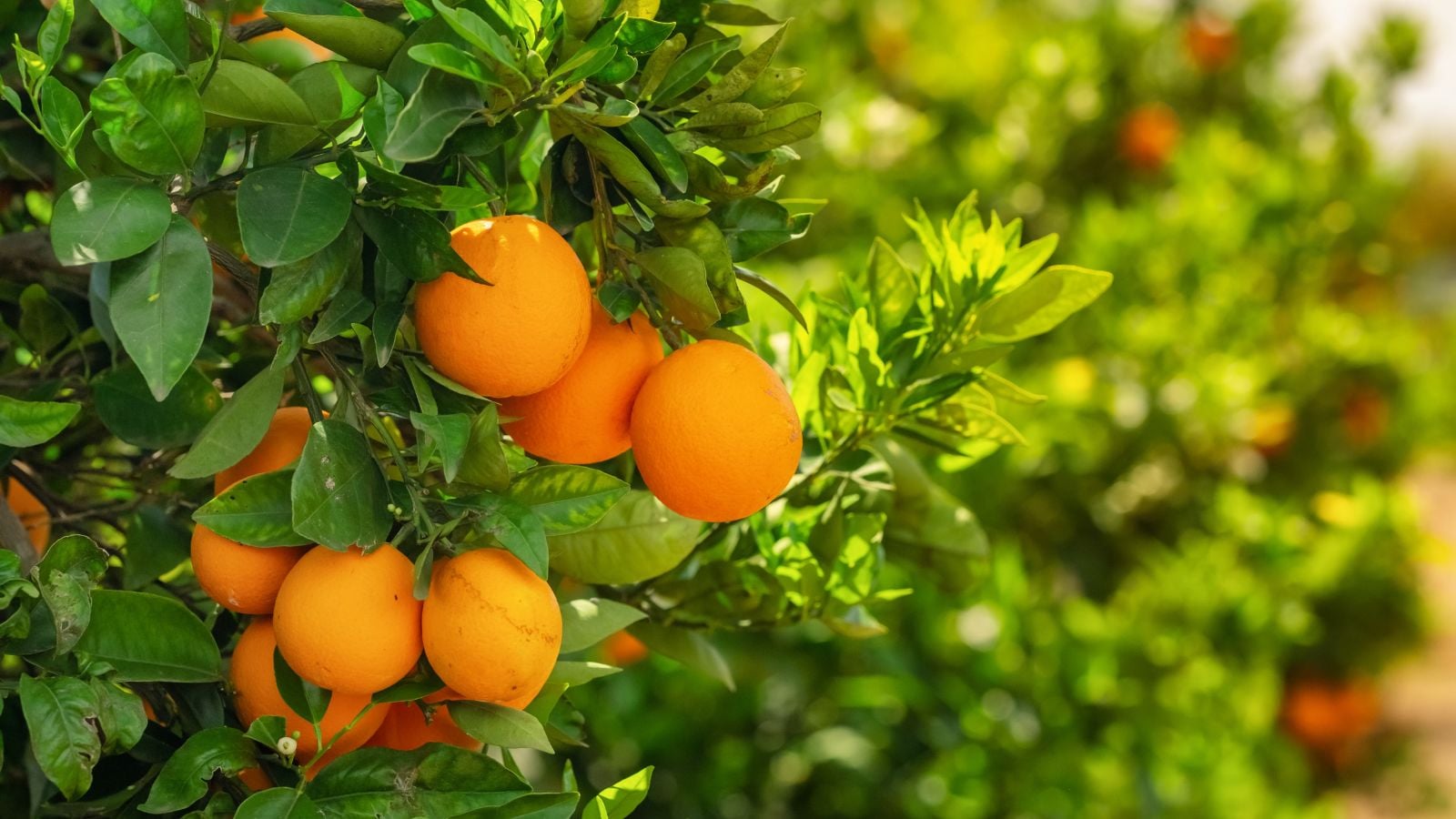 A shot of orange colored fruits and leaves of a mandarin plant