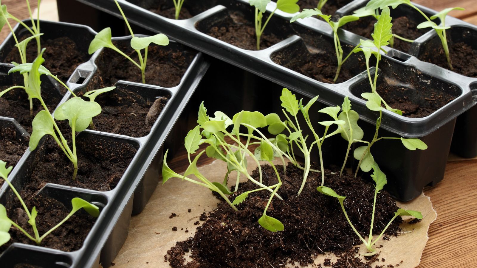 A shot of seedlings of a crop in trays in a well lit area indoors