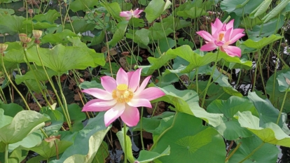 A shot of several developing aquatic perennials and its pink colored flowers